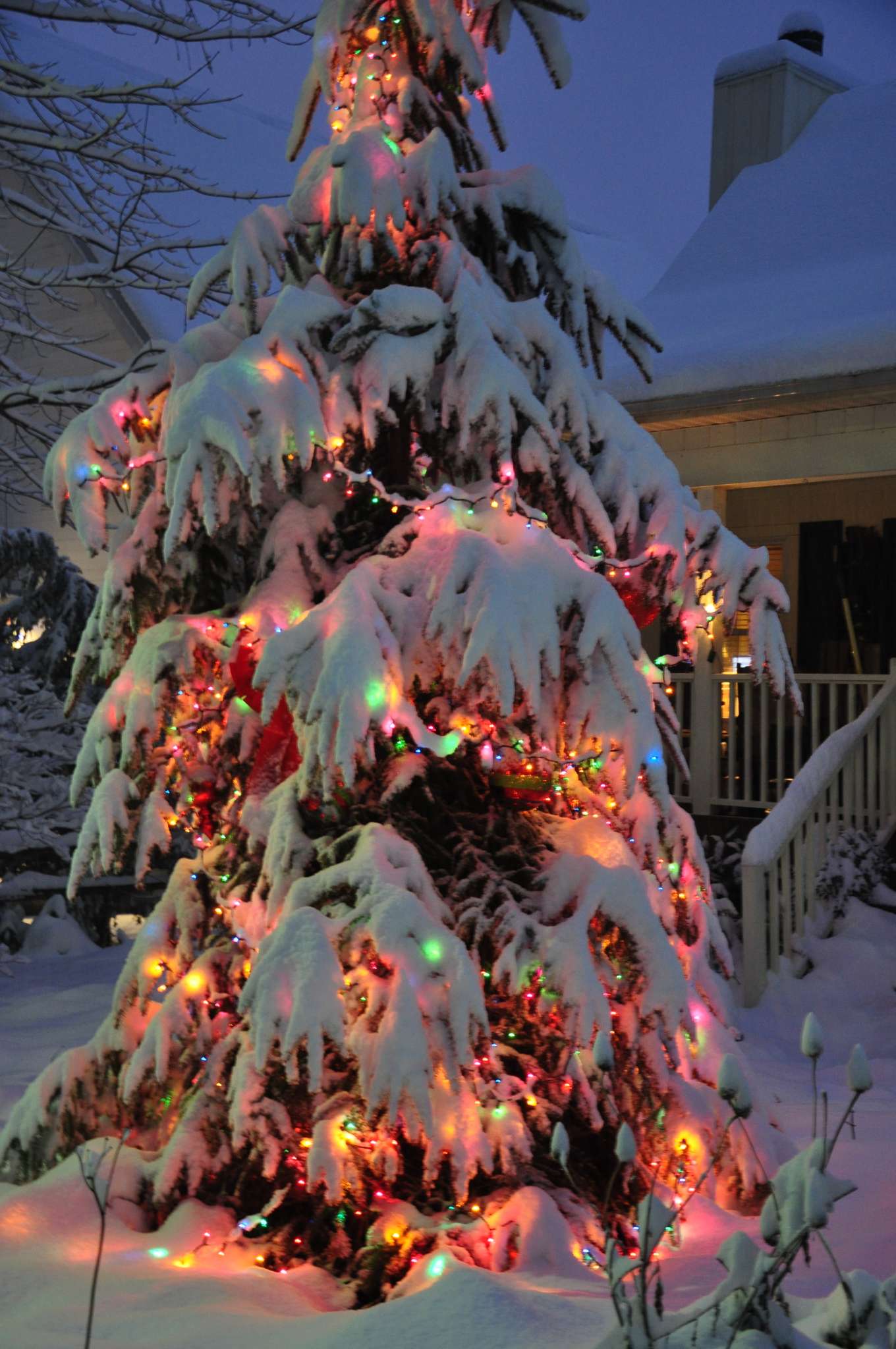 Christmas tree with heavy snow