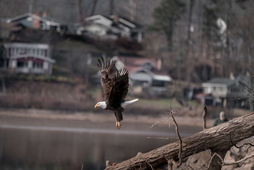 An eagle soars across the Smoky Mountains