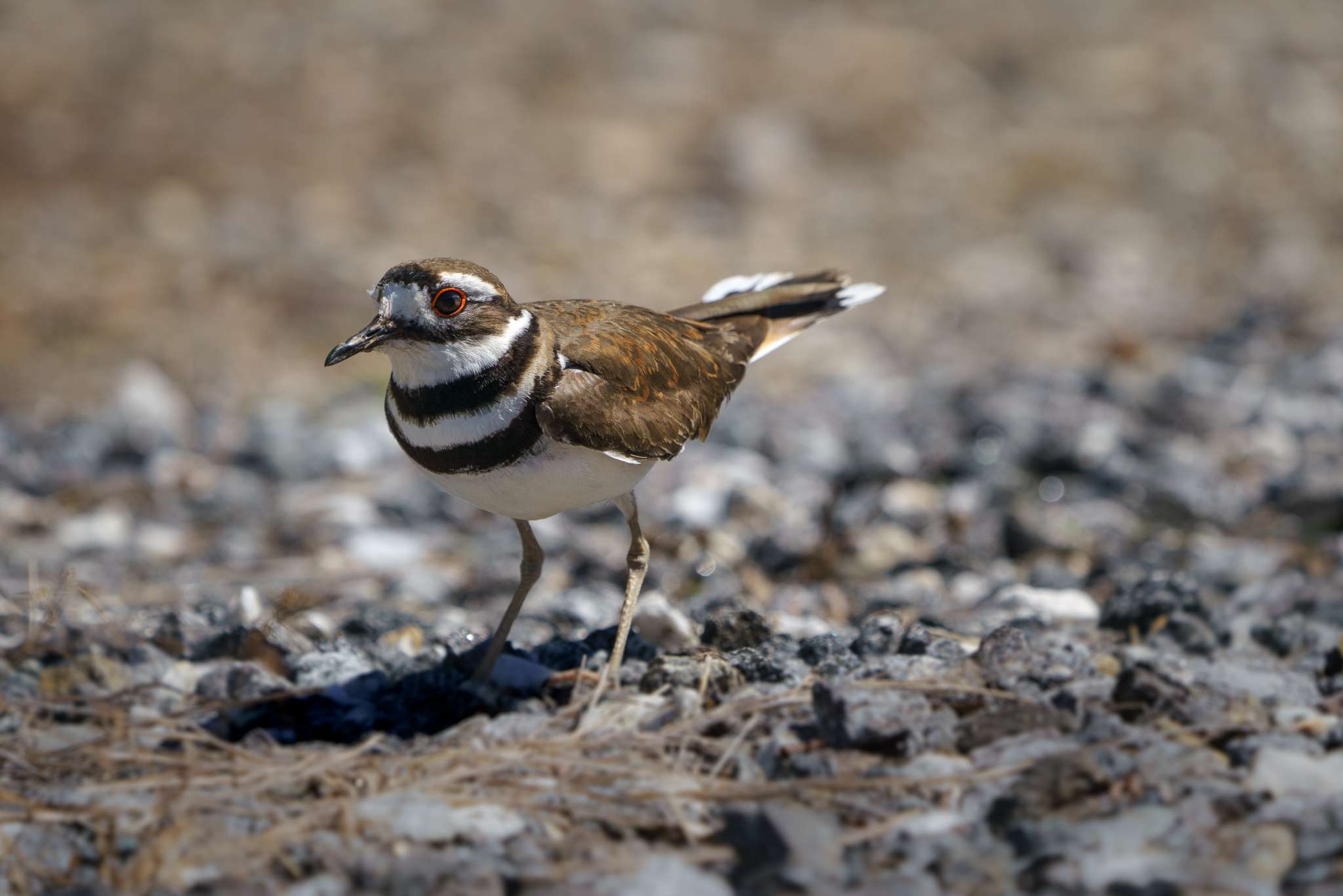 killdeer Smoky Mountains in NC