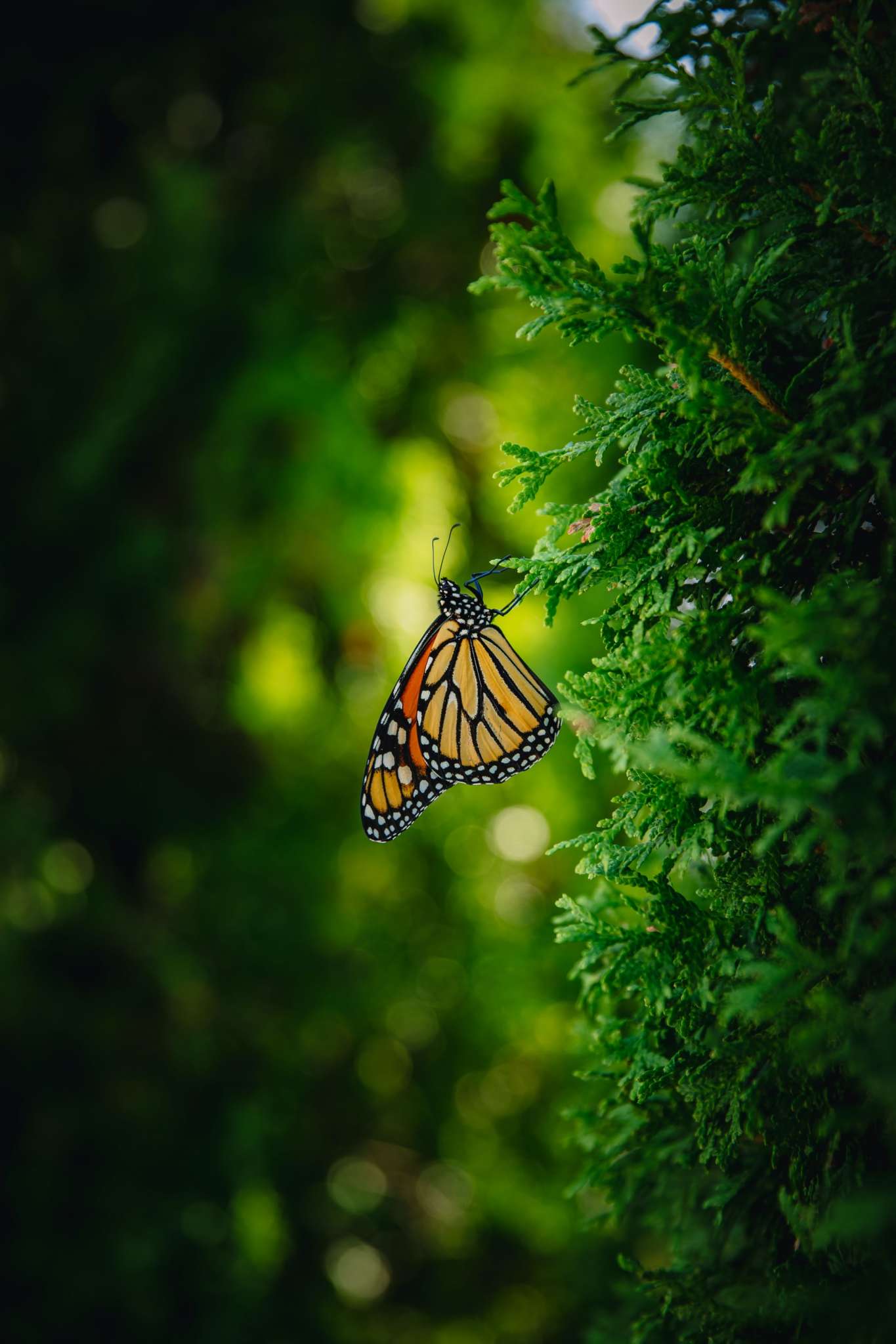 monarch in migration