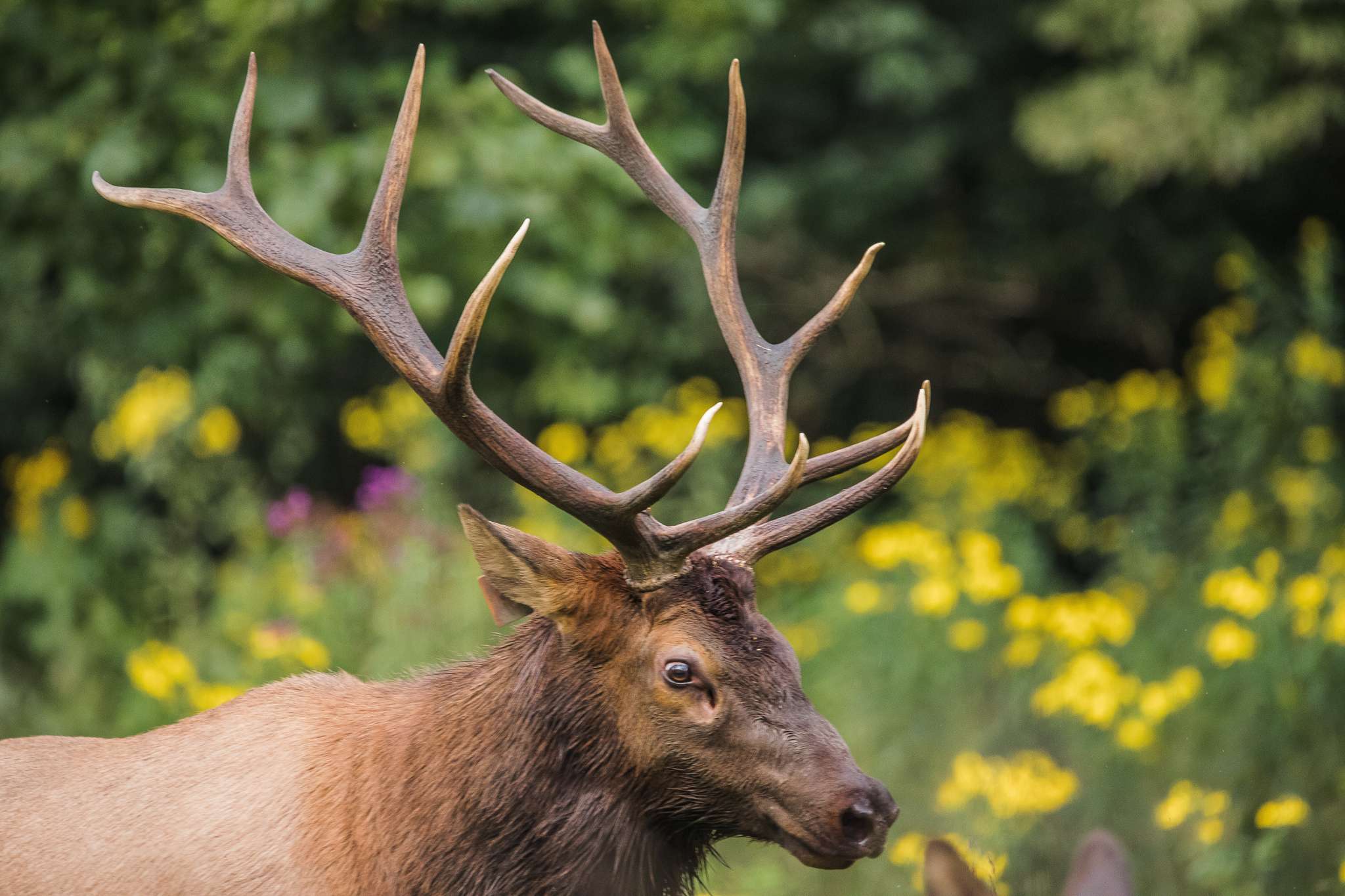 elk in the great smoky mountain national park