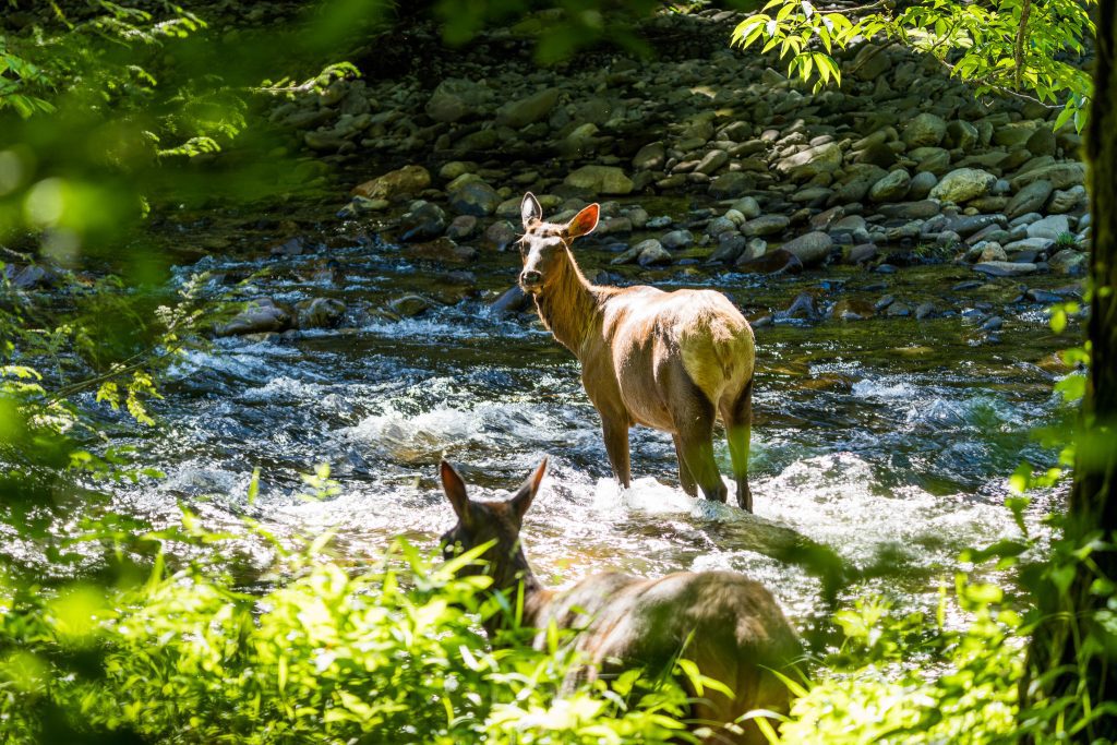 Elk at Cataloochee