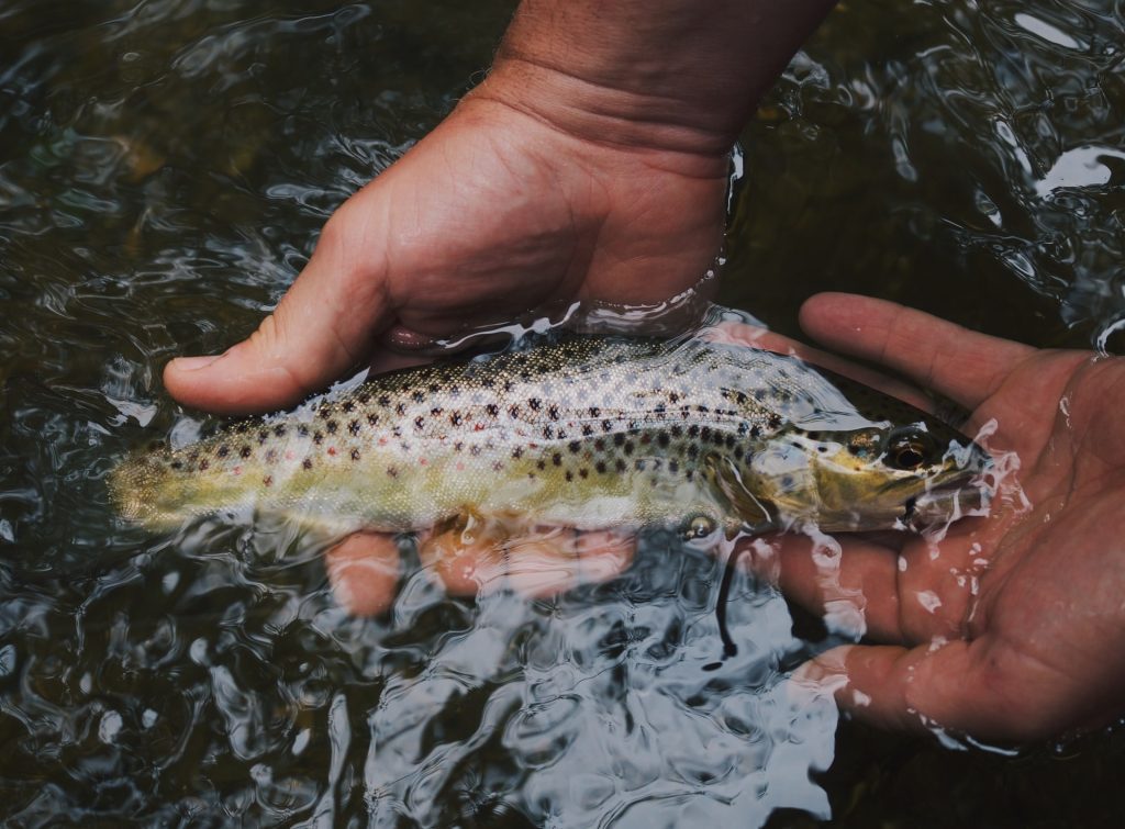 trout in a stream
