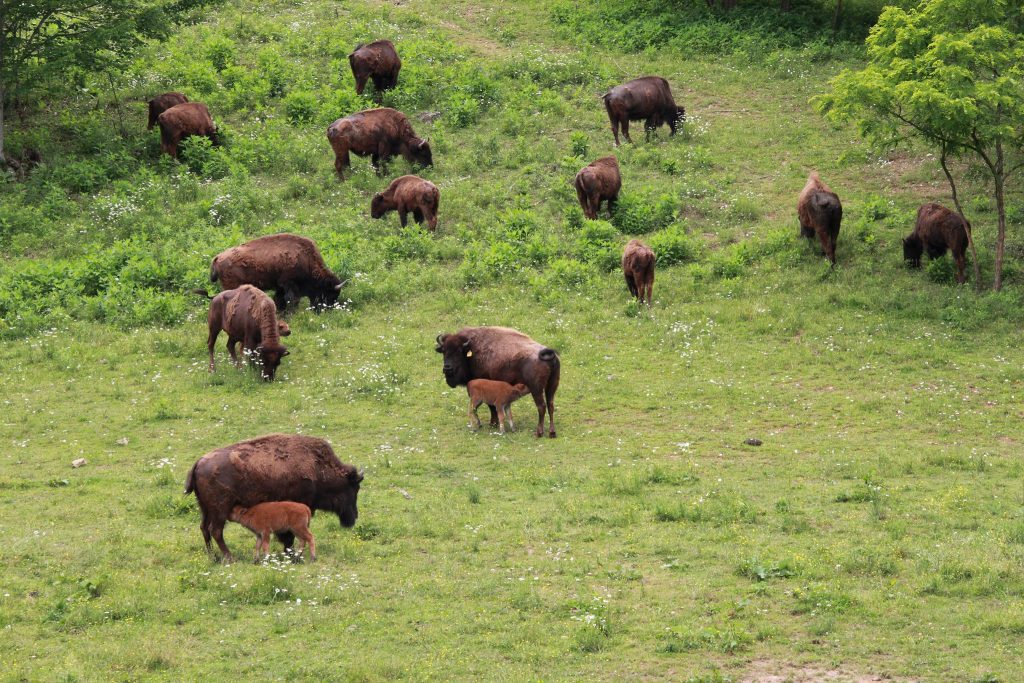 The buffalo at buffalo creek vacations