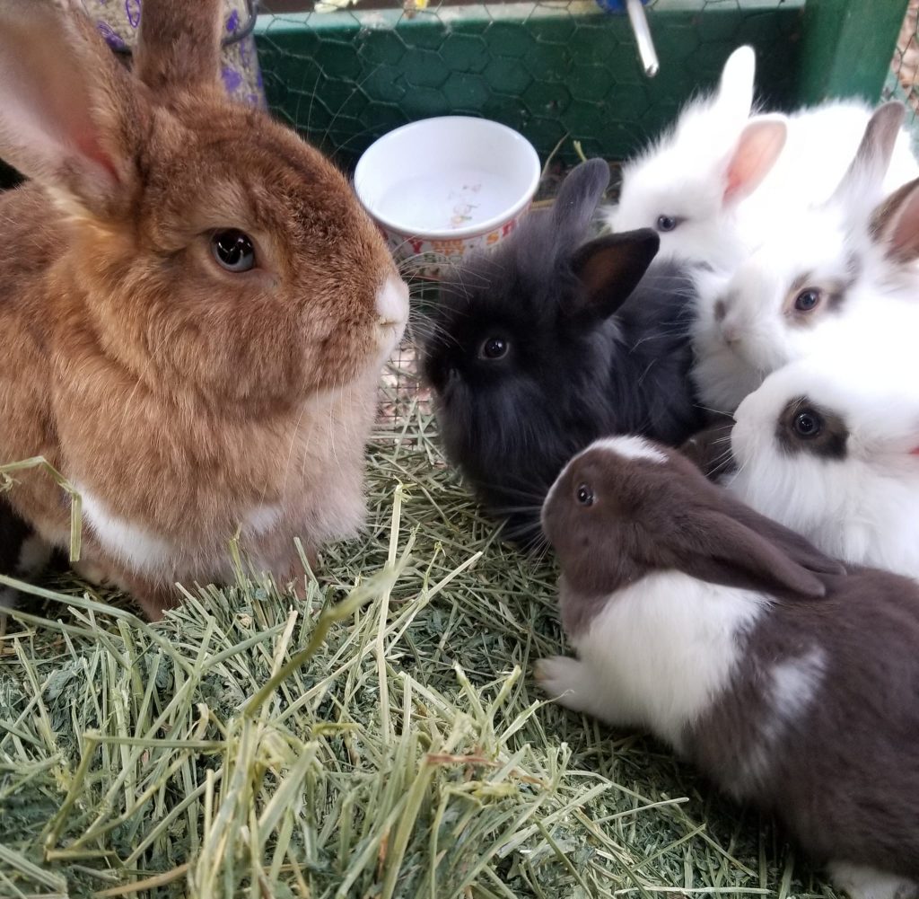 Primitive outback bunny rabbits