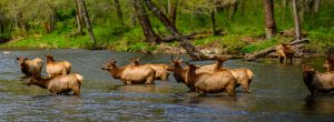 elk in the great smoky mountains of nc
