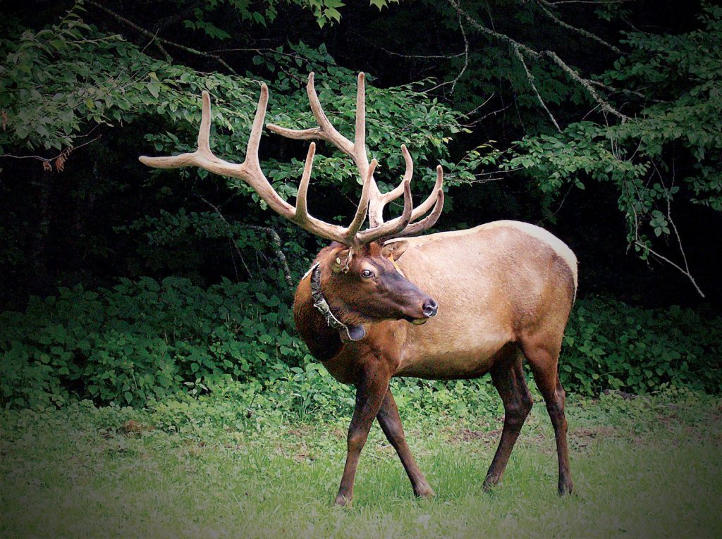 Elk in the Great Smoky Mountain of NC