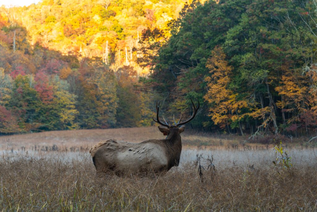 An Elk in the Cataloochee Valley