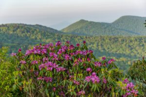 Flowering rhododendron are hallmarks of spring in the Smokies
