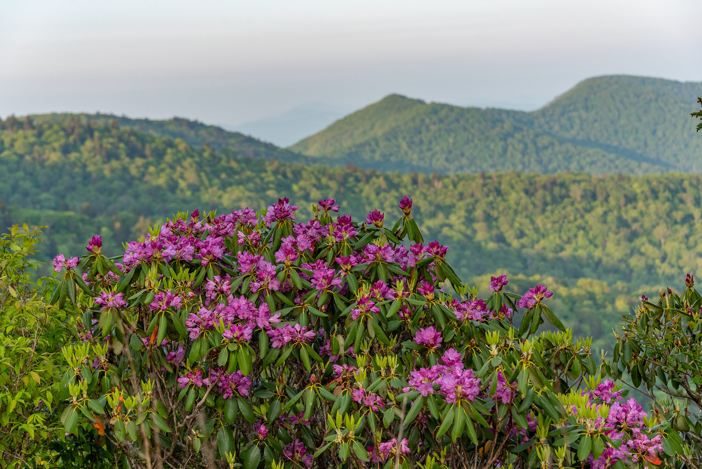 Wildflower Season in the Smokies: Where to See Spring in Bloom