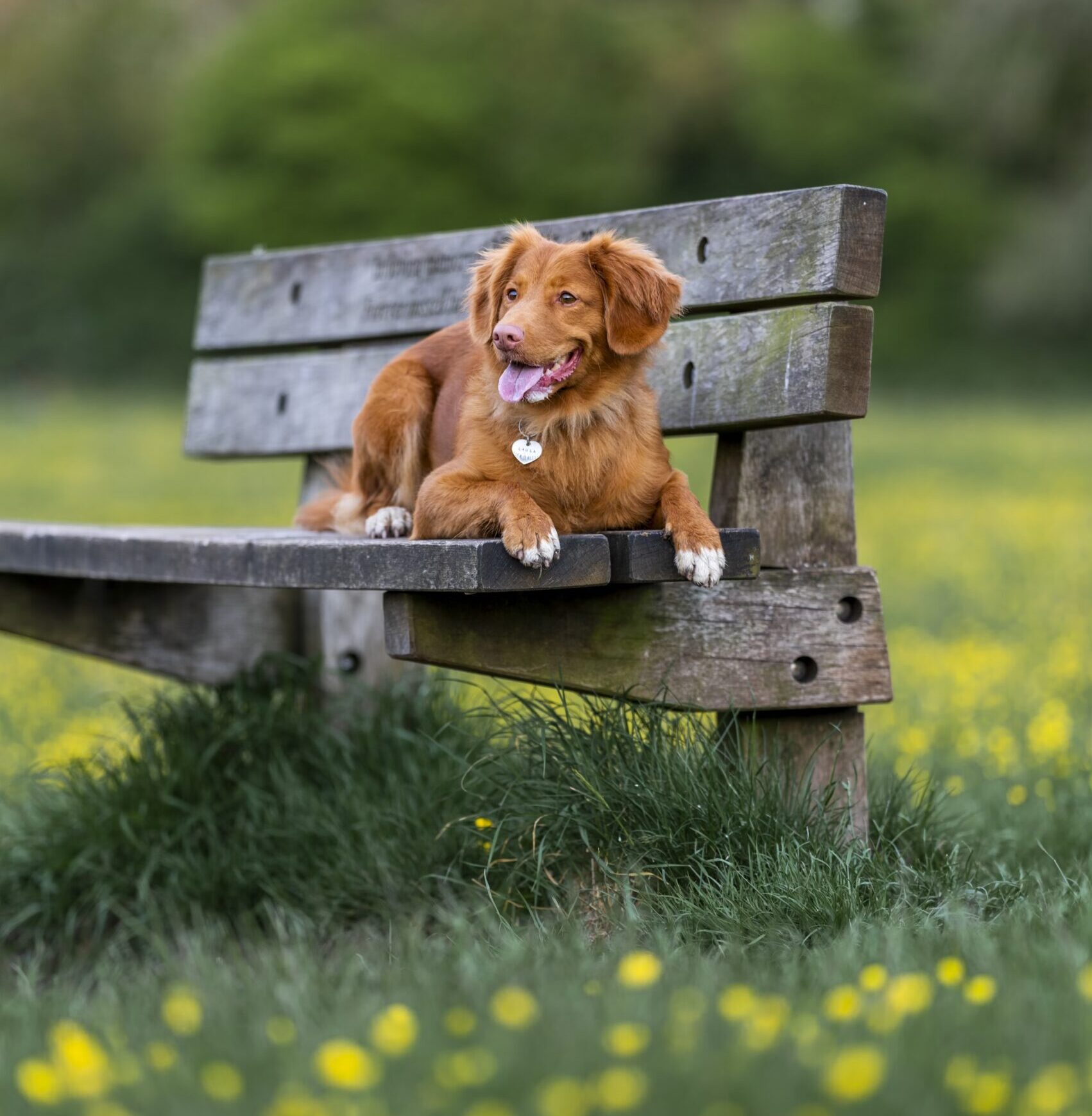 Dog lying on bench during spring