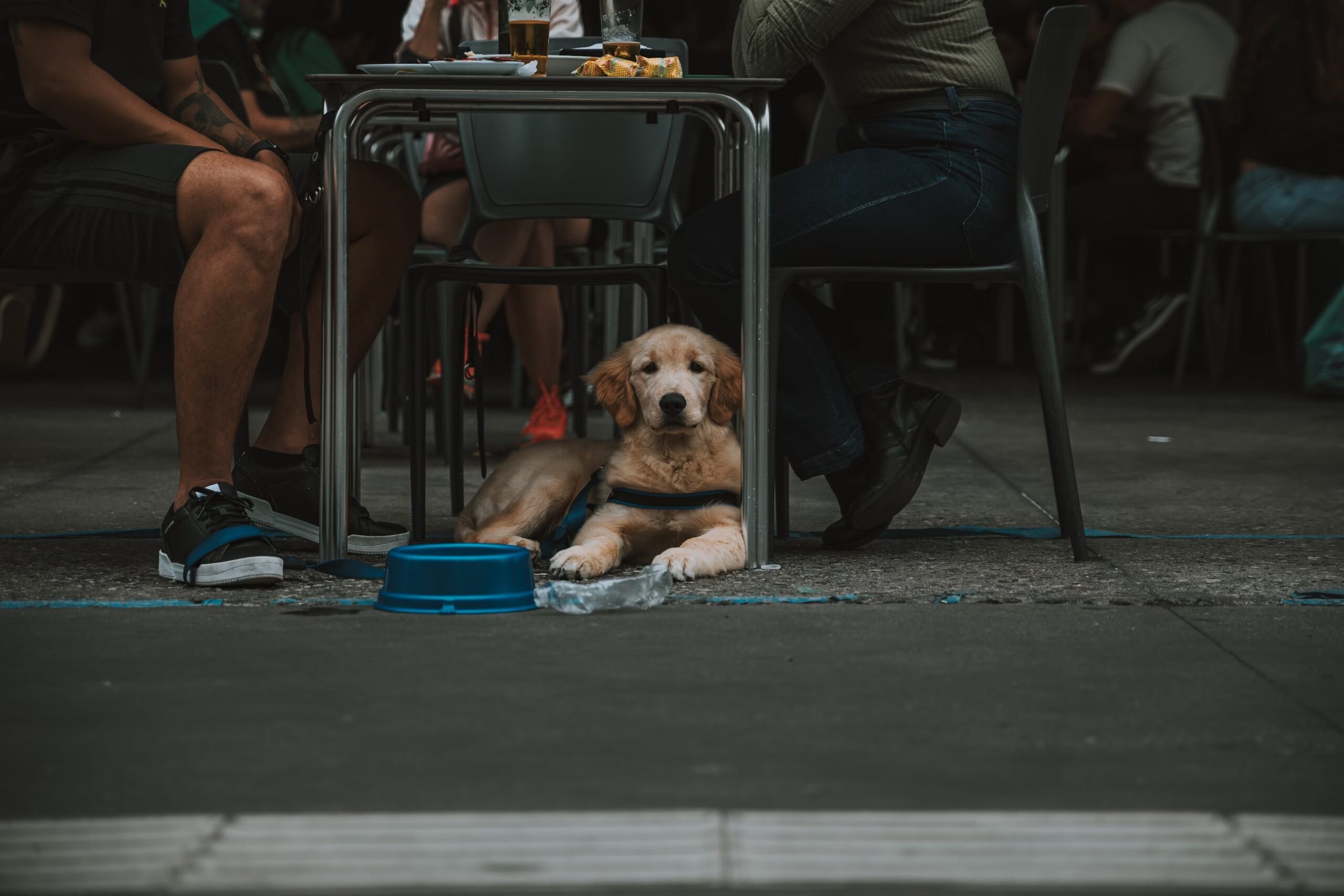 Dog at restaurant under owners feet
